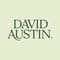 David Austin Roses - US