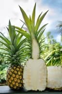 Kauai Sugarloaf Pineapple